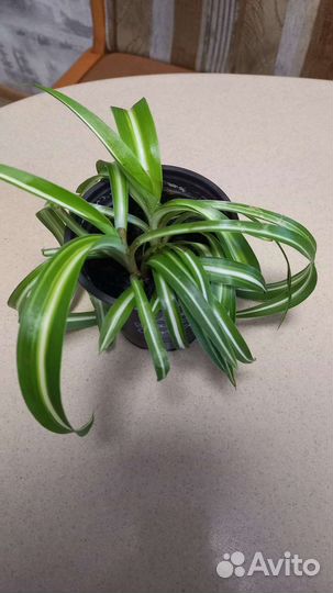 Хлорофитум кудрявый