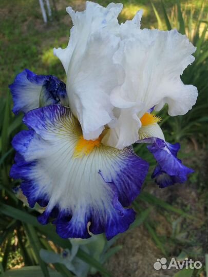 Ирисы бородатые
