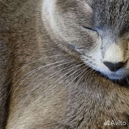 Вибриссы (кошачий ус)