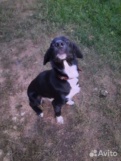 Зоогостиница,передержка