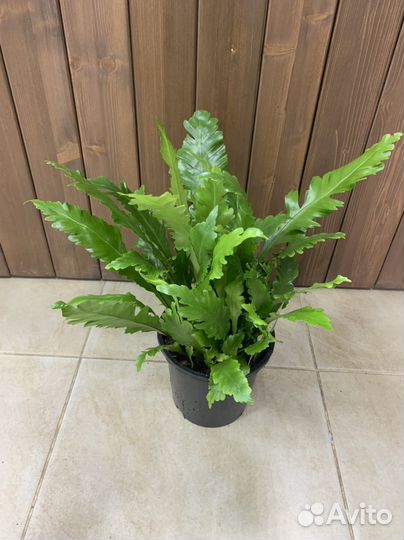 Папоротник, асплениум