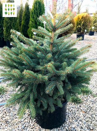 Крупномер ель