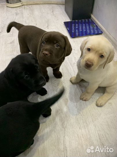 Щенки лабрадора