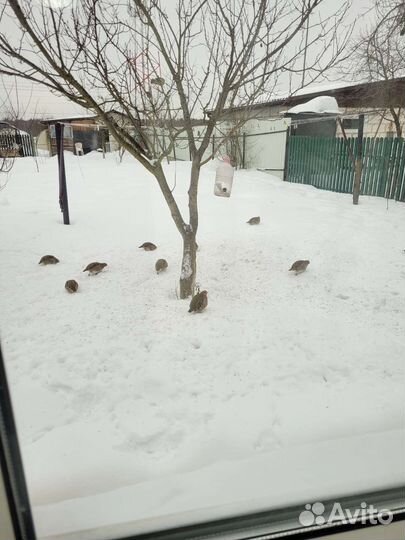 Продам гусака