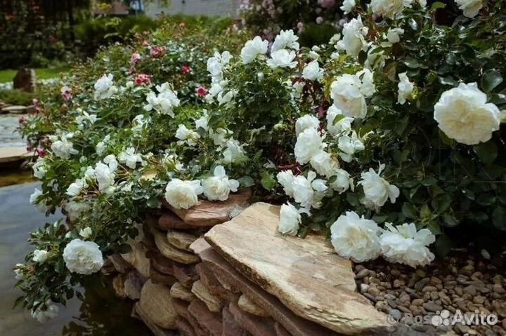 Почвопокровная роза Бланк Мейяндекор