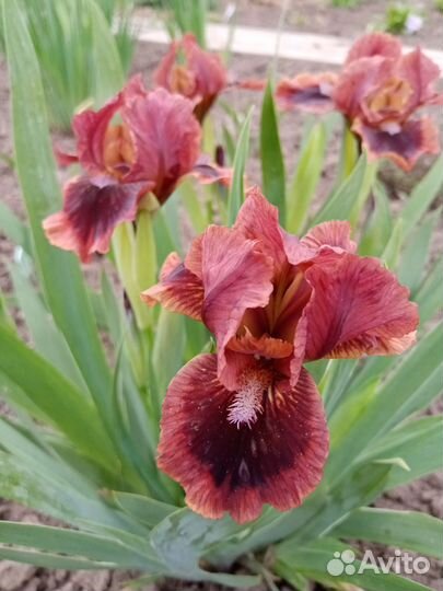 Ирисы карликовые