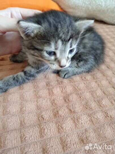 Котята в добрые руки бесплатно