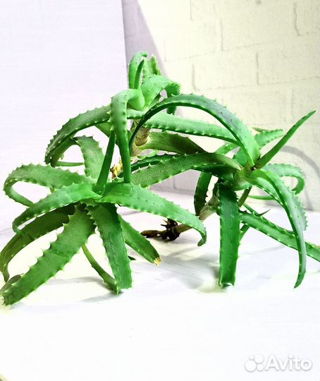 Алоэ вера столетник