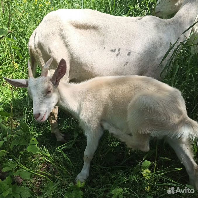 Продаются чистопородные зааненские козлик и козочк