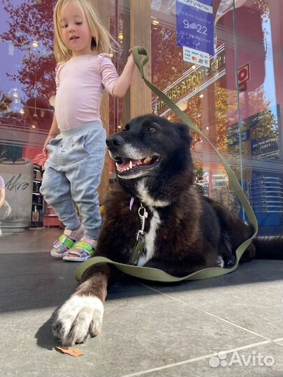 Собака Алиса в добрые руки