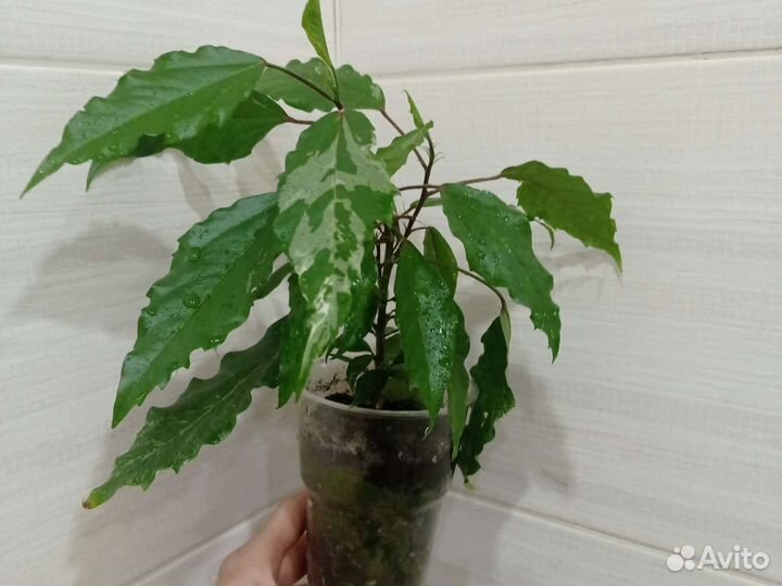 Гибискус вариегатный