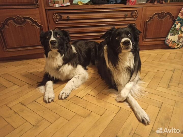 Передержка, кинолог, зоопсихолог