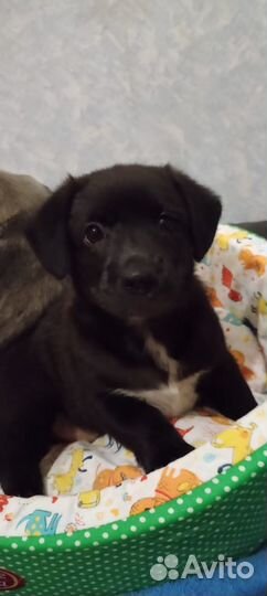 Щенки бесплатно