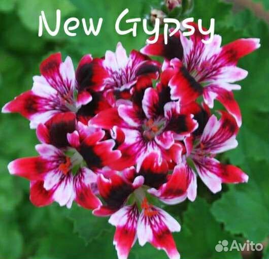 Пеларгония розебудная,королевская,плющелистная