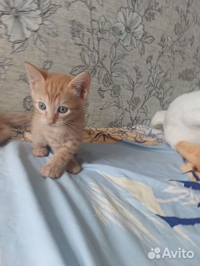 Котёнок мальчик 4 мес