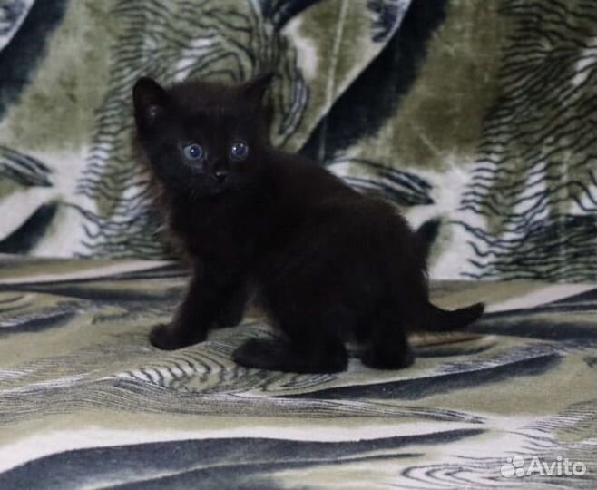 Котята в добрые руки даром