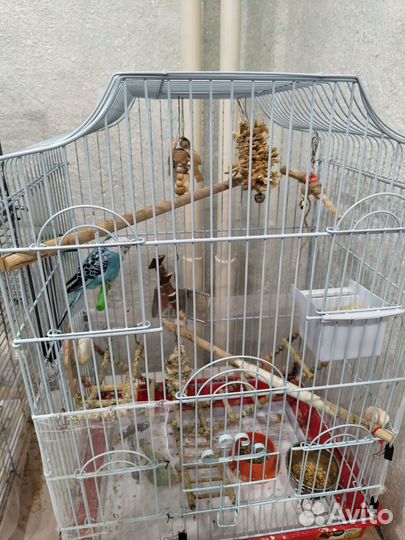 Волнистый попугай