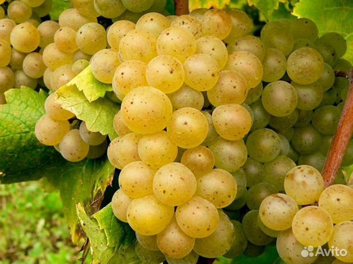 Саженцы Винограда Цитронный Магарыча