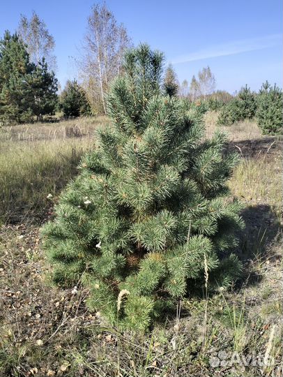 Сосна и ель новогодняя оптом