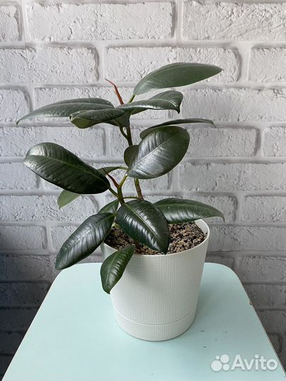 Комнатные растения цветы