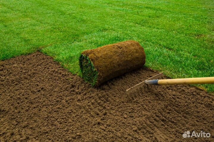 Рулонный газон с укладкой