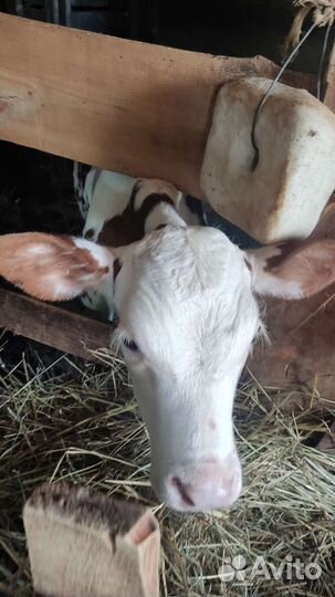 Быки и телята