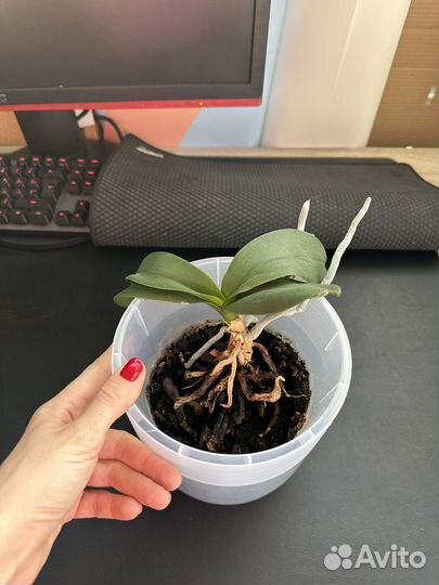 Комнатные цветы