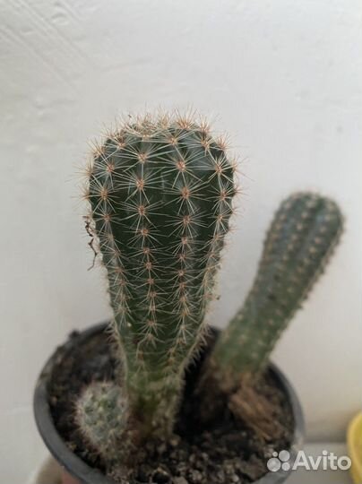 Пальма юкка