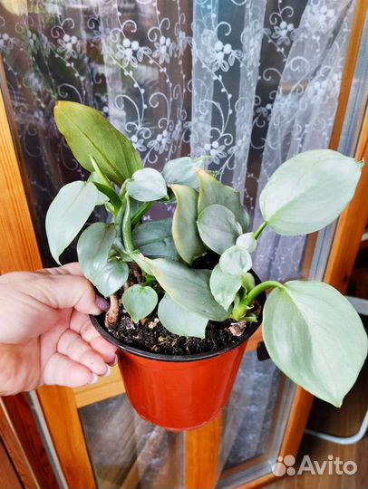 Филодендрон сильвер квин/хастатум