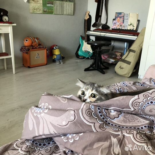 Кошки в добрые руки