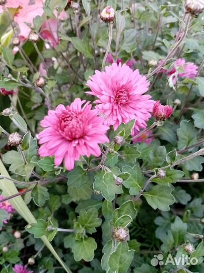 Многолетник хризантема, ромашка осенняя