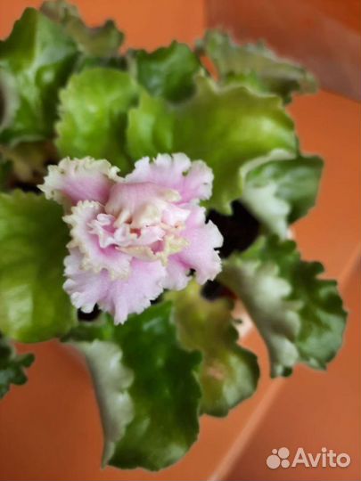 Фиалка, алое декоративный