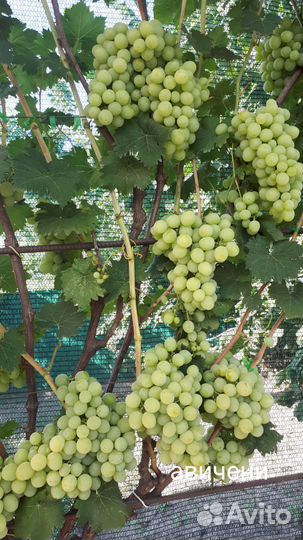 Саженцы черенки винограда Рошфор