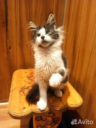 Котята мейн-кун