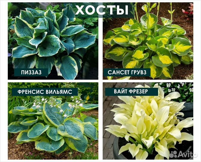 Хосты Гортензии Гейхеры в горшках Цены от