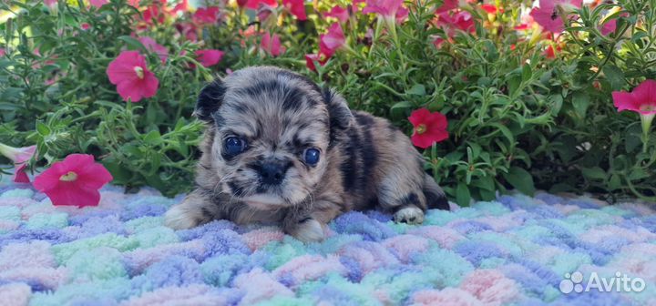 Чихуахуа девочка мерль