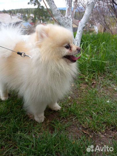 Вязка кобеля