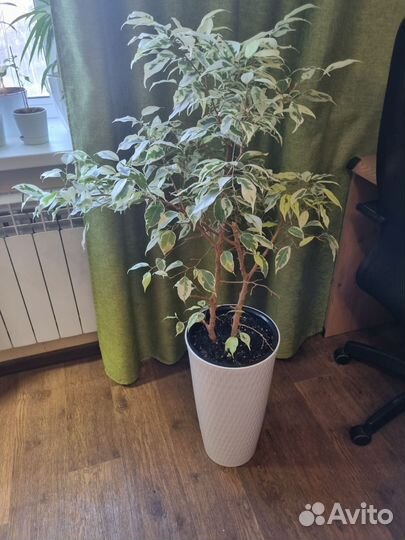 Фикус Бенджамина Де Гантель