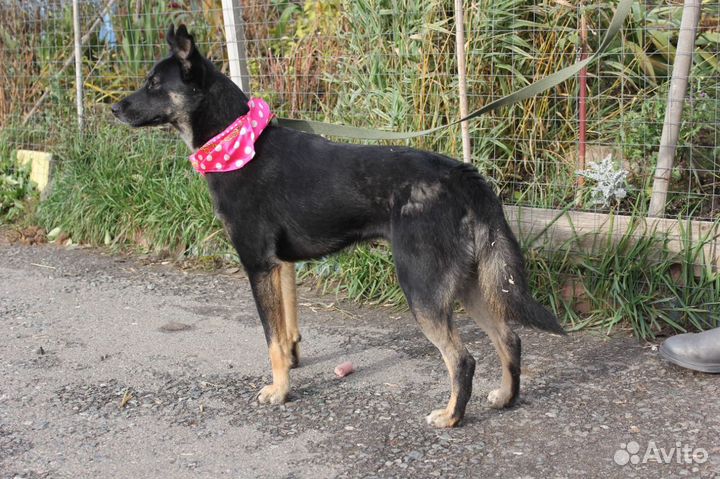 Не повезло родиться дворняжкой