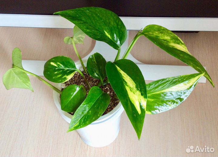 Сциндапсус