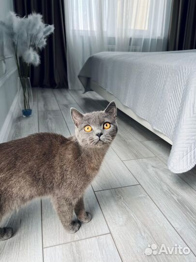 Британская кошка