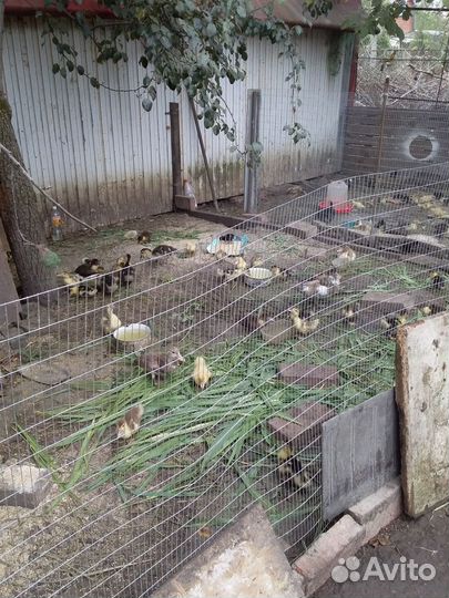 Продаются домашние мускусные индоутки