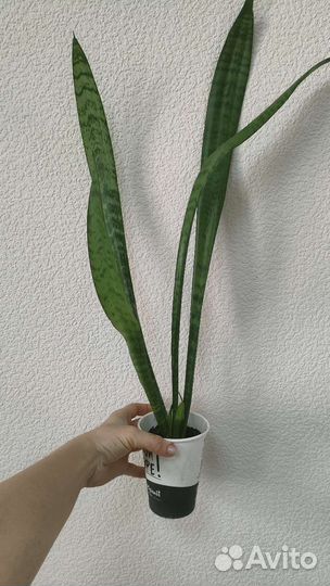Сансевиерия. Тещин язык