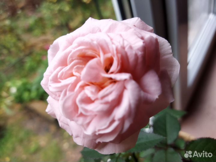Роза комнатная домашняя