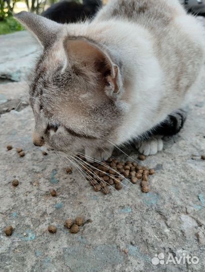 Кошка в поисках хозяина