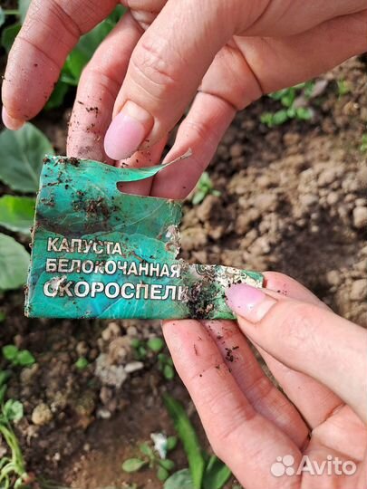 Капуста ранняя, поздняя и среднеспелая