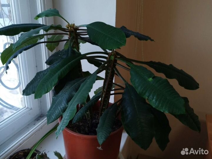 Продам комнатное растение Хойя,молочай,фиалки и др