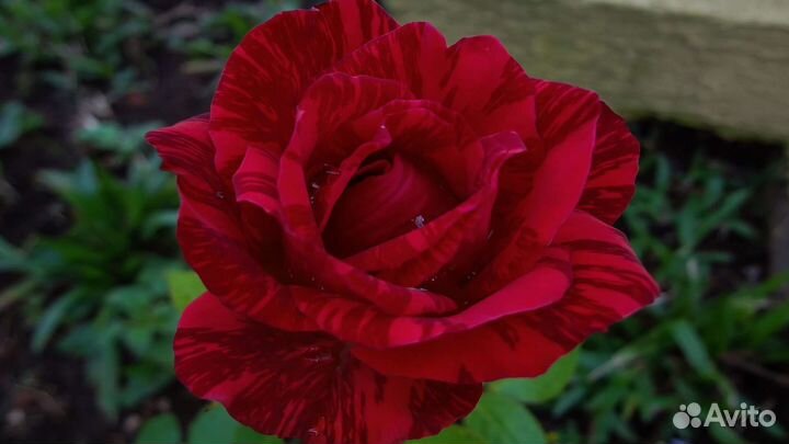 Чайно гибридные розы