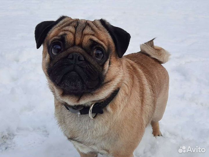 Мопс для вязки