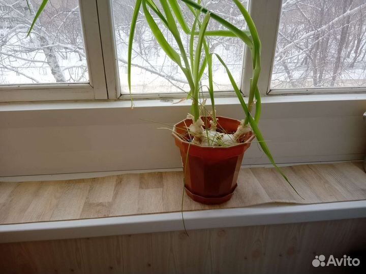 Китайский(индийский) лечебный лук